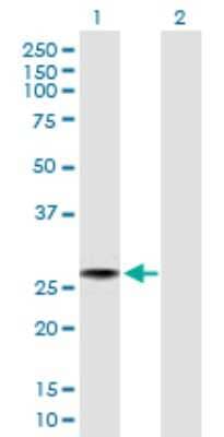 Western Blot: FLJ11184 Antibody [H00055319-B01P] - Analysis of C4orf43 expression in transfected 293T cell line by C4orf43 polyclonal antibody.  Lane 1: FLJ11184 transfected lysate(22.33 KDa). Lane 2: Non-transfected lysate.