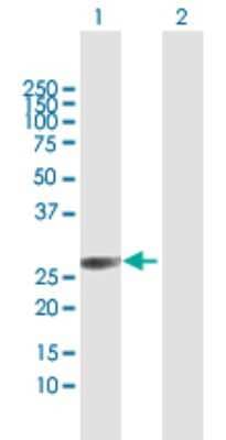 Western Blot: FLJ11184 Antibody [H00055319-D01P] - Analysis of FLJ11184 expression in transfected 293T cell line by FLJ11184 polyclonal antibody.Lane 1: FLJ11184 transfected lysate(23.80 KDa).Lane 2: Non-transfected lysate.