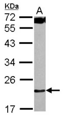 Western Blot: FLJ11184 Antibody [NBP2-16505] - Sample (30 ug of whole cell lysate) A: 293T 12% SDS PAGE gel, diluted at 1:1000.