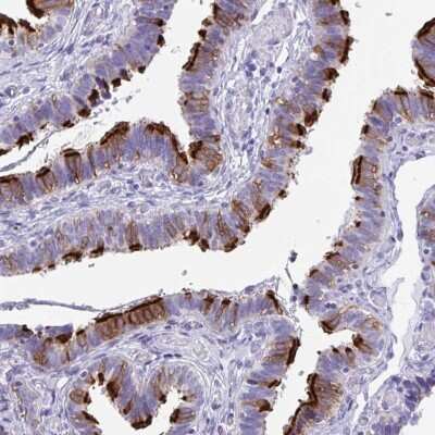 Immunohistochemistry-Paraffin: FLJ13946 Antibody [NBP2-46792] - Staining of human fallopian tube shows strong cytoplasmic and cilia positivity in glandular cells.