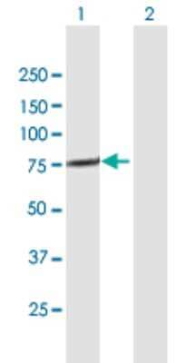 Western Blot: FLJ13946 Antibody [H00092104-B01P] - Analysis of TTC30A expression in transfected 293T cell line by TTC30A polyclonal antibody.  Lane 1: TTC30A transfected lysate(73.15 KDa). Lane 2: Non-transfected lysate.