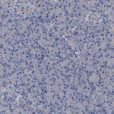Immunohistochemistry-Paraffin: FLJ14154 Antibody [NBP1-91904] - Staining of human pancreas shows no positivity in exocrine glandular cells as expected.