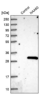 Western Blot FLJ14154 Antibody