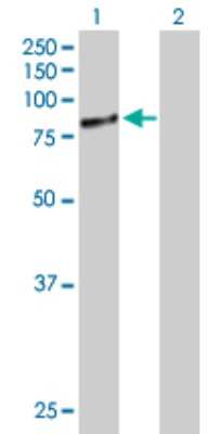 Western Blot: FLJ21908 Antibody [H00079657-B01P] - Analysis of RPAP3 expression in transfected 293T cell line by RPAP3 polyclonal antibody.  Lane 1: FLJ21908 transfected lysate(69.41 KDa). Lane 2: Non-transfected lysate.