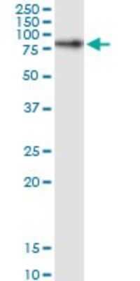 Western Blot: FLJ21908 Antibody [H00079657-D01P] - Analysis of RPAP3 expression in Jurkat.