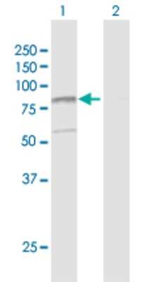 Western Blot: FLJ21908 Antibody [H00079657-D01P] - Analysis of RPAP3 expression in transfected 293T cell line by RPAP3 polyclonal antibody.Lane 1: RPAP3 transfected lysate(71.90 KDa).Lane 2: Non-transfected lysate.