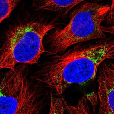Immunocytochemistry/Immunofluorescence: FLJ21963 Antibody [NBP2-56976] - Staining of human cell line U-2 OS shows localization to mitochondria.