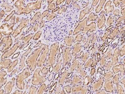 Immunohistochemistry-Paraffin: FLJ21963 Antibody [NBP2-98578] - Immunochemical staining of human FLJ21963 in human kidney with rabbit polyclonal antibody at 1:100 dilution, formalin-fixed paraffin embedded sections.