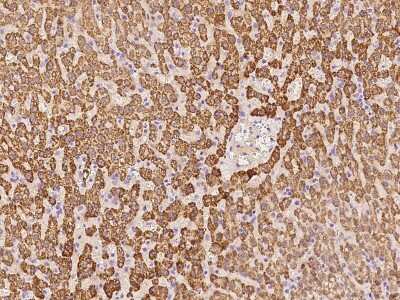 Immunohistochemistry-Paraffin: FLJ21963 Antibody [NBP2-98578] - Immunochemical staining of human FLJ21963 in human liver with rabbit polyclonal antibody at 1:100 dilution, formalin-fixed paraffin embedded sections.