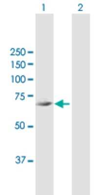 Western Blot: FLJ21963 Antibody [H00079611-B01P] - Analysis of FLJ21963 expression in transfected 293T cell line by FLJ21963 polyclonal antibody.  Lane 1: FLJ21963 transfected lysate(75.46 KDa). Lane 2: Non-transfected lysate.