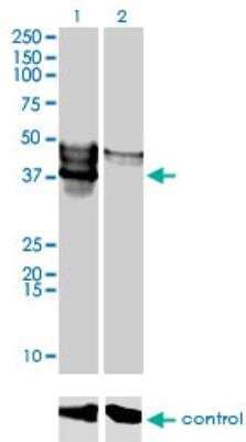 Western Blot: FLJ23356 Antibody (6F10) [H00084197-M03] - Western blot analysis of FLJ23356 over-expressed 293 cell line, cotransfected with FLJ23356 Validated Chimera RNAi or non-transfected control. Blot probed with H00084197-M03. GAPDH(36.1 kDa)used as loading control.