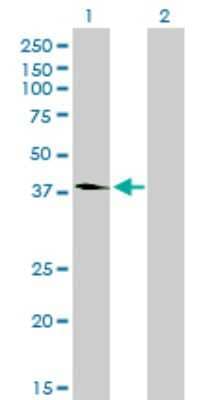 Western Blot: FLJ23356 Antibody (6F10) [H00084197-M03] - Analysis of FLJ23356 expression in transfected 293T cell line by FLJ23356 monoclonal antibody (M03), clone 6F10. Lane 1: FLJ23356 transfected lysatE (38.5 KDa). Lane 2: Non-transfected lysate.