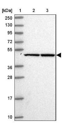 Western Blot FLJ25006 Antibody - BSA Free