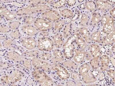 Immunohistochemistry-Paraffin: FLRT1 Antibody [NBP2-97173] - Immunochemical staining of human FLRT1 in human kidney with rabbit polyclonal antibody at 1:100 dilution, formalin-fixed paraffin embedded sections.