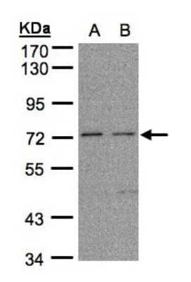 Western Blot FLRT1 Antibody - BSA Free