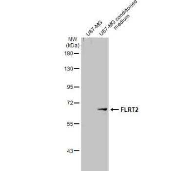 Western Blot FLRT2 Antibody - BSA Free
