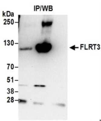 <b>Biological Strategies Validation. </b>Immunoprecipitation: FLRT3 Antibody [NBP2-36566] - Samples: Whole cell lysate (1 mg for IP; 20% of IP loaded) prepared using NETN buffer from HeLa cells. For blotting immunoprecipitated FLRT3, it was used at 1 ug/ml. Detection: Chemiluminescence with an exposure time of 30 seconds.