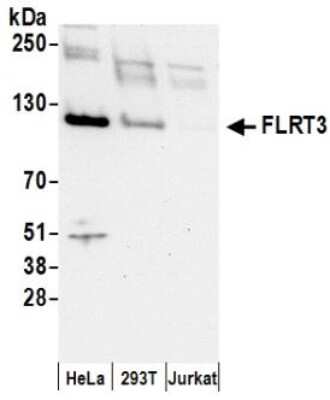 Western Blot: FLRT3 Antibody [NBP2-36566] - Samples: Whole cell lysate (50 ug) prepared using NETN buffer from HeLa, 293T, and Jurkat cells. Antibodies: Affinity purified rabbit anti-FLRT3 antibody used for WB at 0.1 ug/ml. Detection: Chemiluminescence with an exposure time of 30 seconds.