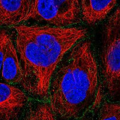 Immunocytochemistry/Immunofluorescence: FLVCR Antibody [NBP2-14019] - Immunofluorescent staining of human cell line CACO-2 shows localization to cell junctions.