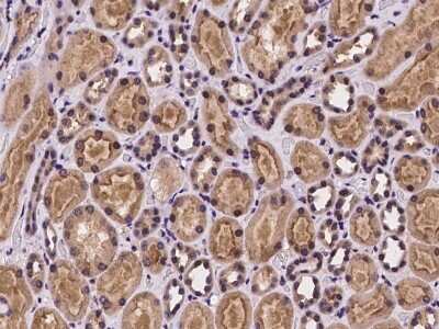 Immunohistochemistry-Paraffin: FLVCR Antibody [NBP2-97925] - Immunochemical staining of human FLVCR in human kidney with rabbit polyclonal antibody at 1:100 dilution, formalin-fixed paraffin embedded sections.