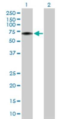 Western Blot: FLVCR Antibody [H00028982-D01P] - Analysis of FLVCR1 expression in transfected 293T cell line by FLVCR1 polyclonal antibody.Lane 1: FLVCR1 transfected lysate(59.90 KDa).Lane 2: Non-transfected lysate.