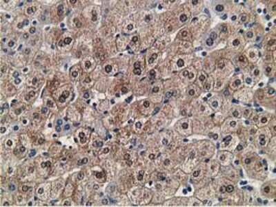 Immunohistochemistry-Paraffin: FLYWCH2 Antibody (3G3) [NBP2-00646] - Staining of paraffin-embedded Human liver tissue using anti-FLYWCH2 mouse monoclonal antibody.