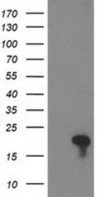 Western Blot: FLYWCH2 Antibody (3G3) [NBP2-00646] - HEK293T cells were transfected with the pCMV6-ENTRY control (Left lane) or pCMV6-ENTRY FLYWCH2 (Right lane) cDNA for 48 hrs and lysed. Equivalent amounts of cell lysates (5 ug per lane) were separated by SDS-PAGE and immunoblotted with anti-FLYWCH2.