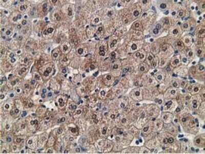 Immunohistochemistry: FLYWCH2 Antibody (OTI3G3) - Azide and BSA Free [NBP2-72341] - Staining of paraffin-embedded Human liver tissue using anti-FLYWCH2 mouse monoclonal antibody.