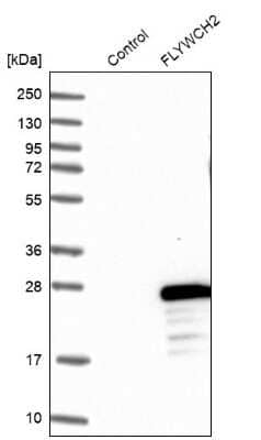 Western Blot FLYWCH2 Antibody - BSA Free
