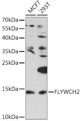 Western Blot FLYWCH2 Antibody - Azide and BSA Free