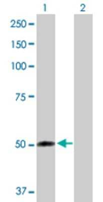 Western Blot: FMO2 Antibody [H00002327-D01P] - Analysis of FMO2 expression in transfected 293T cell line by FMO2 polyclonal antibody.Lane 1: FMO2 transfected lysate(53.60 KDa).Lane 2: Non-transfected lysate.
