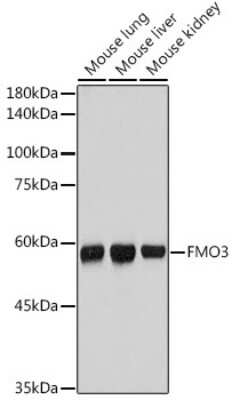 Western Blot: FMO3 Antibody (6Q10X9) [NBP3-15688] - Western blot analysis of extracts of various cell lines, using FMO3 antibody (NBP3-15688) at 1:1000 dilution. Secondary antibody: HRP Goat Anti-Rabbit IgG (H+L) at 1:10000 dilution. Lysates/proteins: 25ug per lane. Blocking buffer: 3% nonfat dry milk in TBST. Detection: ECL Basic Kit. Exposure time: 1s.