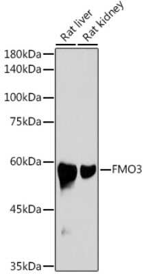 Western Blot: FMO3 Antibody (6Q10X9) [NBP3-15688] - Western blot analysis of extracts of various cell lines, using FMO3 antibody (NBP3-15688) at 1:1000 dilution. Secondary antibody: HRP Goat Anti-Rabbit IgG (H+L) at 1:10000 dilution. Lysates/proteins: 25ug per lane. Blocking buffer: 3% nonfat dry milk in TBST. Detection: ECL Basic Kit. Exposure time: 5s.