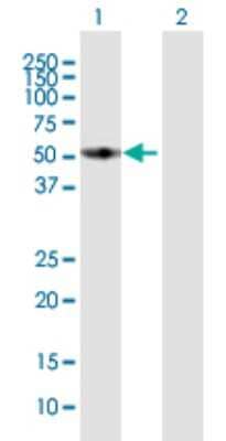 Western Blot: FMO3 Antibody [H00002328-B01P] - Analysis of FMO3 expression in transfected 293T cell line by FMO3 polyclonal antibody.  Lane 1: FMO3 transfected lysate(58.52 KDa). Lane 2: Non-transfected lysate.