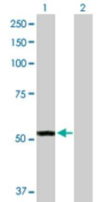 Western Blot: FMO3 Antibody [H00002328-D01P] - Analysis of FMO3 expression in transfected 293T cell line by FMO3 polyclonal antibody.Lane 1: FMO3 transfected lysate(60.10 KDa).Lane 2: Non-transfected lysate.