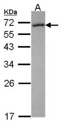 Western Blot: FMO5 Antibody [NBP2-16512] - Sample (30 ug of whole cell lysate) A: HCT116 12% SDS PAGE gel, diluted at 1:1000.