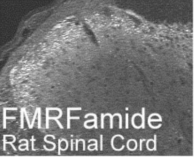 Immunohistochemistry: FMRFamide Antibody [NB100-1661] - Rat Spinal Cord