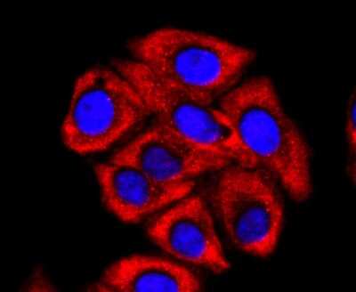 Immunocytochemistry/Immunofluorescence: FMRP Antibody (JM91-41) [NBP2-66848] - Staining FMRP in HepG2 cells (red). The nuclear counter stain is DAPI (blue). Cells were fixed in paraformaldehyde, permeabilised with 0.25% Triton X100/PBS.