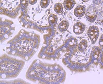 Immunohistochemistry-Paraffin: FMRP Antibody (JM91-41) [NBP2-66848] - Analysis of paraffin-embedded mouse colon tissue using anti-FMRP antibody. Counter stained with hematoxylin.