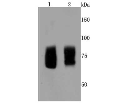 Western Blot: FMRP Antibody (JM91-41) [NBP2-66848] - Analysis of FMRP on different cells lysates using anti-FMRP antibody at 1/500 dilution. Positive control: Line 1: Hela Line 2: K562