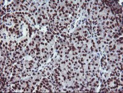 Immunohistochemistry: FMRP Antibody (OTI1C6) - Azide and BSA Free [NBP2-70756] - Staining of paraffin-embedded Human pancreas tissue using anti-FMRP mouse monoclonal antibody.