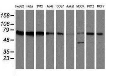 Western Blot: FMRP Antibody (OTI1C6) - Azide and BSA Free [NBP2-70756] - Analysis of extracts (35ug) from 9 different cell lines by using anti-FMRP monoclonal antibody (HepG2: human; HeLa: human; SVT2: mouse; A549: human; COS7: monkey; Jurkat: human; MDCK: canine; PC12: rat; MCF7: human).