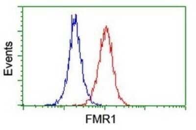 Flow Cytometry: FMRP Antibody (OTI3B4) - Azide and BSA Free [NBP2-70761] - Analysis of Jurkat cells, using FMR1 antibody (Red), compared to a nonspecific negative control antibody (Blue).