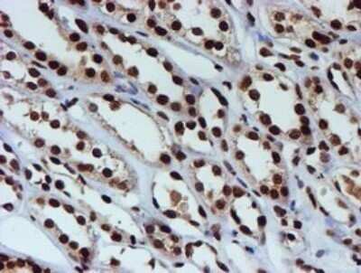 Immunohistochemistry: FMRP Antibody (OTI3B4) - Azide and BSA Free [NBP2-70761] - Analysis of Human Kidney tissue.