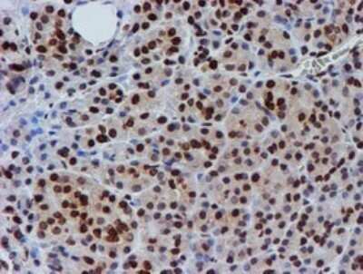 Immunohistochemistry: FMRP Antibody (OTI3B4) - Azide and BSA Free [NBP2-70761] - Analysis of Human pancreas tissue.