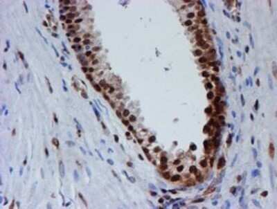 Immunohistochemistry: FMRP Antibody (OTI3B4) - Azide and BSA Free [NBP2-70761] - Analysis of Human prostate tissue.