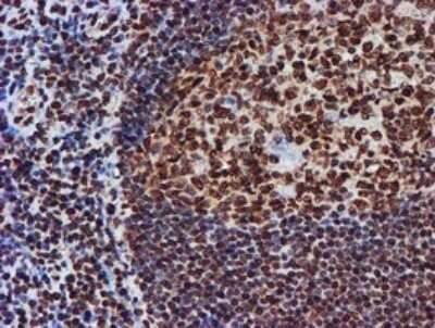 Immunohistochemistry: FMRP Antibody (OTI3B4) - Azide and BSA Free [NBP2-70761] - Analysis of Human tonsil tissue.