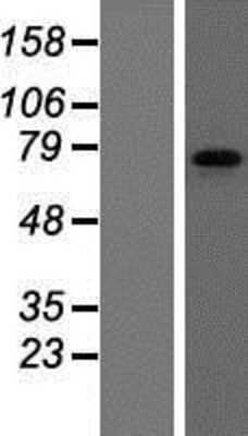 Western Blot: FMRP Overexpression Lysate (Adult Normal) [NBP2-08154] Left-Empty vector transfected control cell lysate (HEK293 cell lysate); Right -Over-expression Lysate for FMRP.