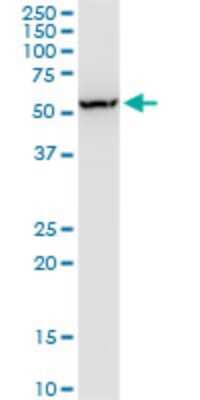 Western Blot: FNBP1L Antibody (1E6) [H00054874-M01] - FNBP1L monoclonal antibody (M01), clone 1E6. Analysis of FNBP1L expression in HepG2.