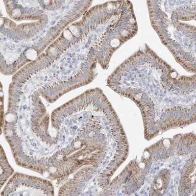 Immunohistochemistry-Paraffin: FNDC1 Antibody [NBP1-88800] - Staining of human duodenum shows moderate granular cytoplasmic positivity in glandular cells.